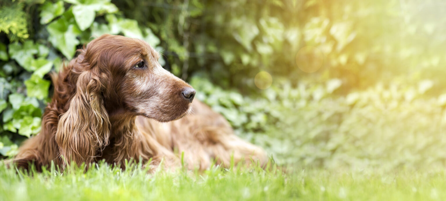Pet euthanasia